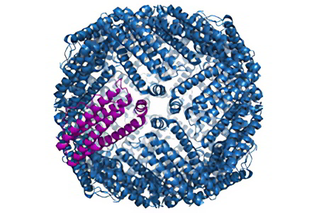 Ферритин Ферритин