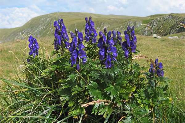 Аконит джунгарский Аконит джунгарский