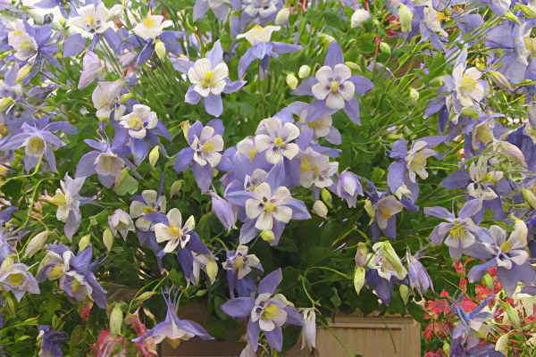 Аквилегия -уход Аквилегия -уход