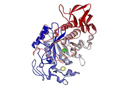 Альфа-амилаза Альфа-амилаза