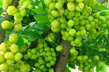 Источник антиоксидантов Источник антиоксидантов