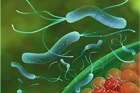 Антитела IgG к хеликобактер пилори Антитела IgG к хеликобактер пилори