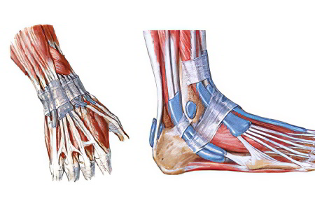 Асептический тендовагинит Асептический тендовагинит