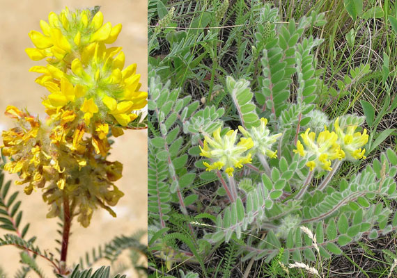 Астрагал шерстистоцветковый Астрагал шерстистоцветковый