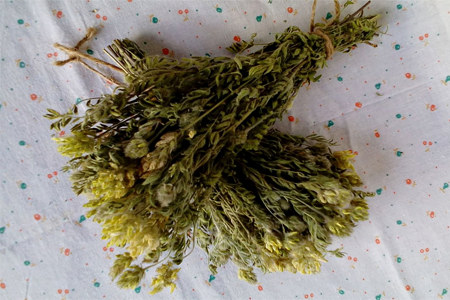 Сбор и заготовка Сбор и заготовка