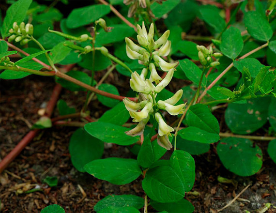 Астрагал солодколистный Астрагал солодколистный