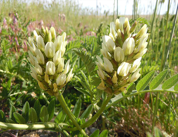 Астрагал нутовый Астрагал нутовый