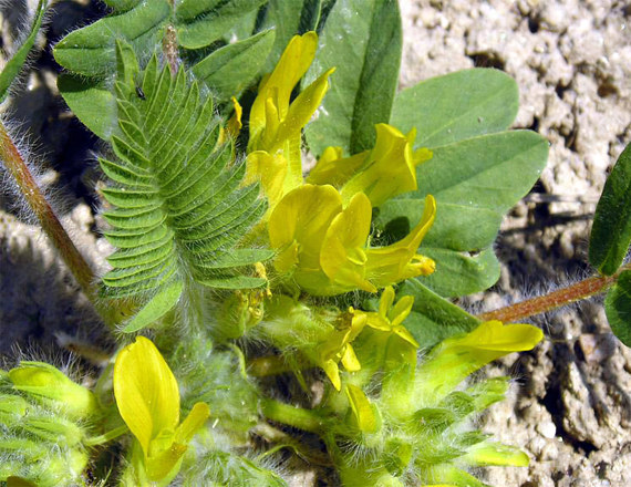 Астрагал бесстебельный Астрагал бесстебельный