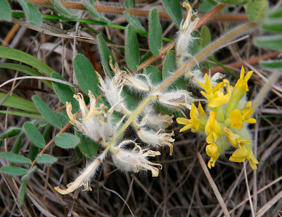Астрагал донской Астрагал донской