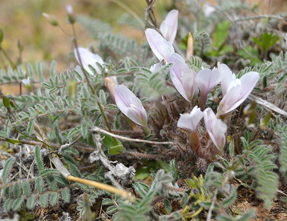 Астрагал яичкоплодный Астрагал яичкоплодный