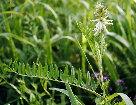 Астрагал болотный Астрагал болотный