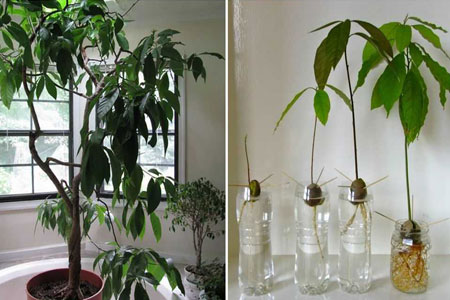 Выращиваем авокадо дома Выращиваем авокадо дома