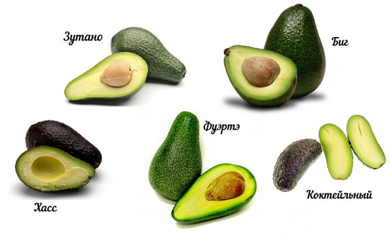 Сорта авокадо Сорта авокадо
