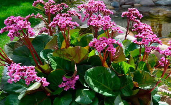 Бадан Бадан