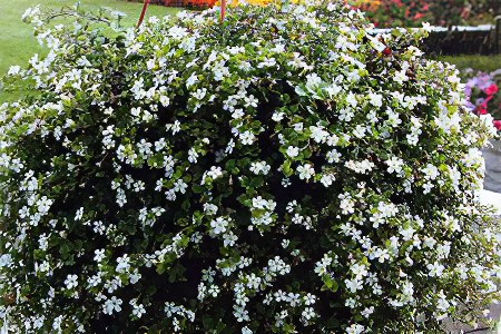 Бакопа Бакопа