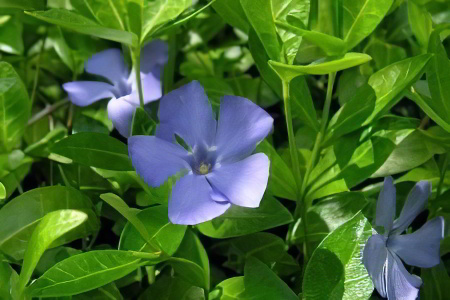 Препараты на основе барвинка Препараты на основе барвинка