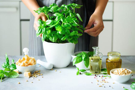 Применение базилика Применение базилика