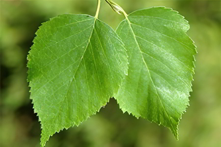 Березовые листья Березовые листья
