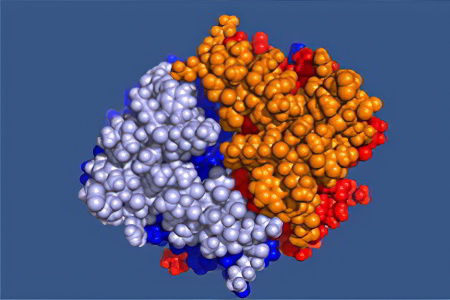 Бета глобулины Бета глобулины