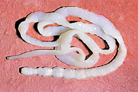 Бычий цепень Бычий цепень