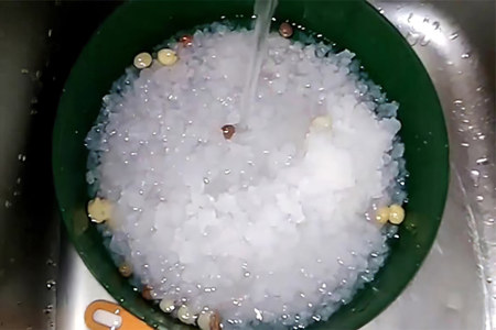 Болезни рисового гриба Болезни рисового гриба