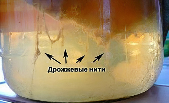 Дрожжевые нити на комбуче Дрожжевые нити на комбуче