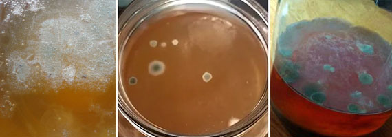 Плесень на грибе Плесень на грибе