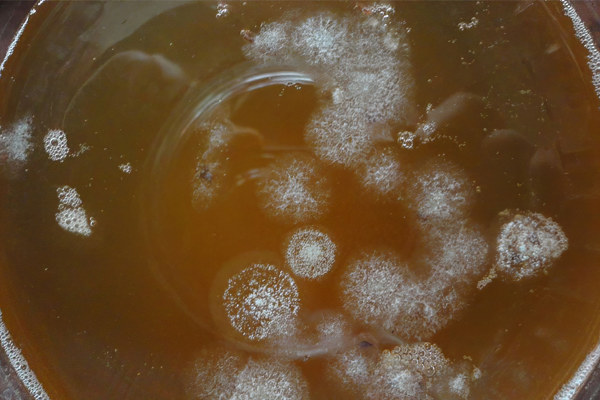 Белые пятна на чайном грибе Белые пятна на чайном грибе