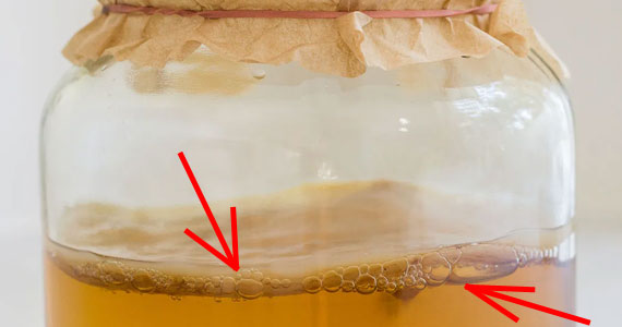 Появление пузырьков возле чайного гриба Появление пузырьков возле чайного гриба