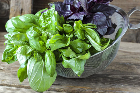 Что такое базилик Что такое базилик