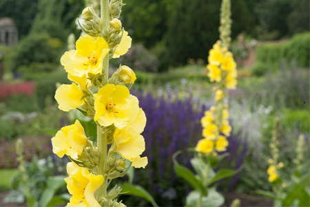 Цветы Цветы