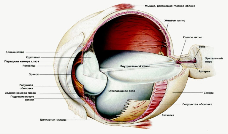 Дальнозоркость Дальнозоркость