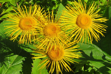 Как выглядит девясил Как выглядит девясил