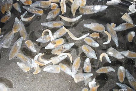 Двуустки Двуустки