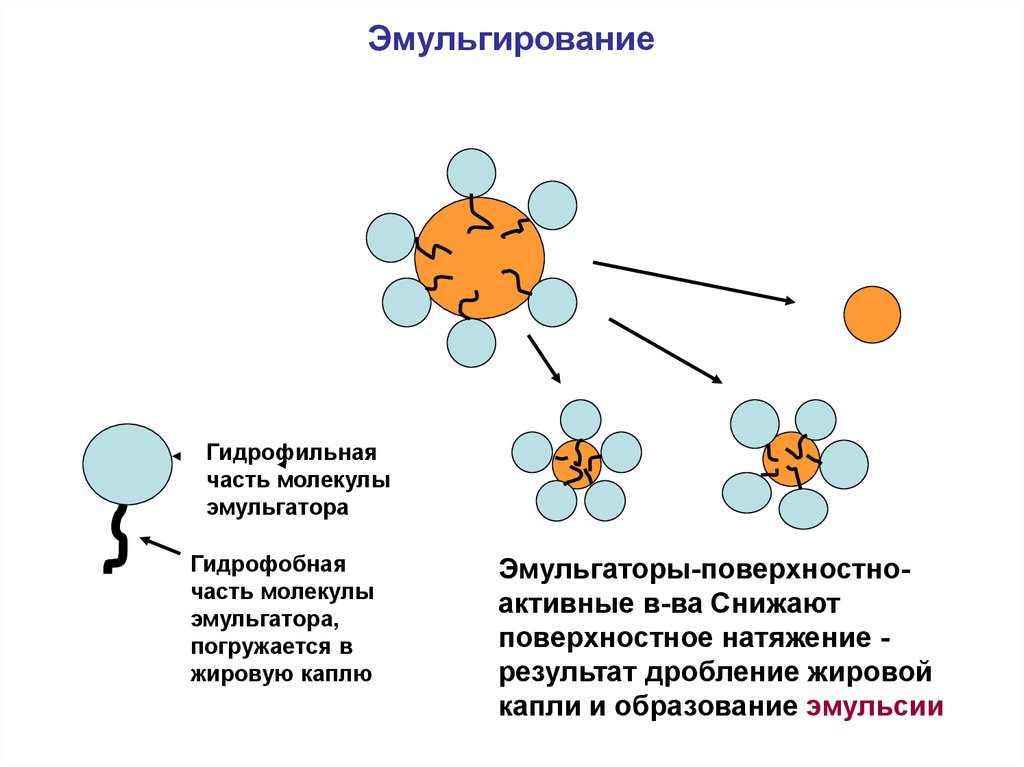 эмульгирования липидов эмульгирования липидов