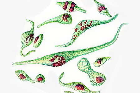 Формы простатита Формы простатита