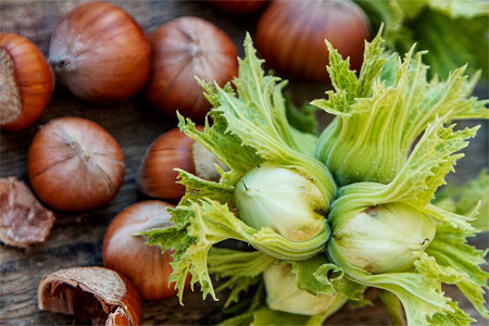 Фундук снижает риск развития рака Фундук снижает риск развития рака