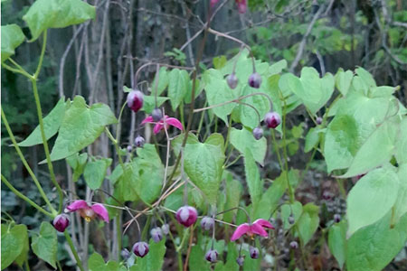 Где растёт горянка Где растёт горянка