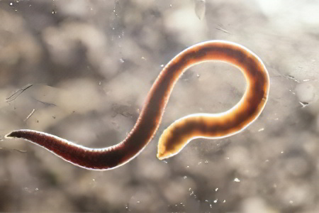 гельминт гельминт