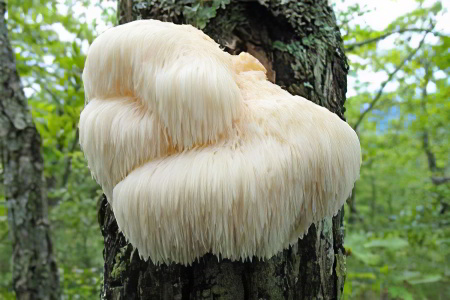 Герициум Герициум