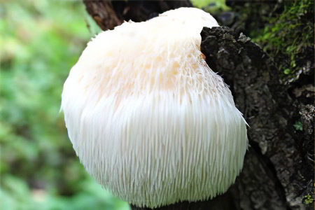 Гирициум Гирициум