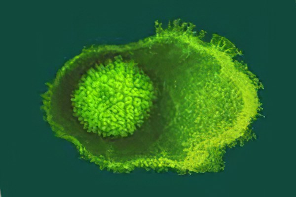 герпес герпес