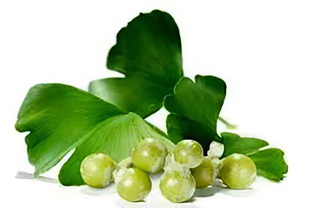 Гинкго билоба Гинкго билоба