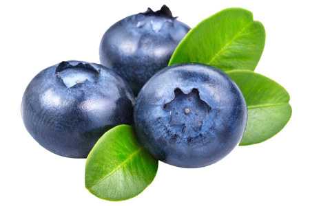 Голубика высокорослая Голубика высокорослая