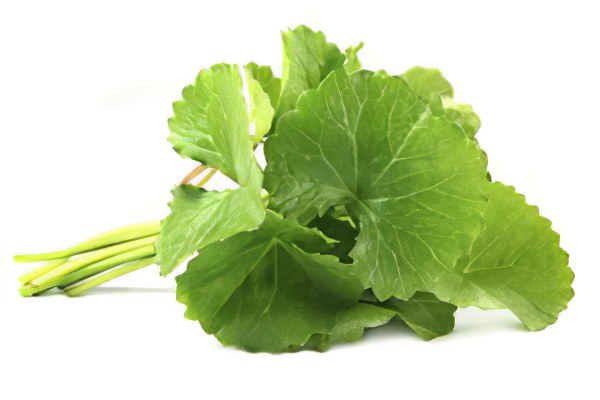 Готу кола Готу кола