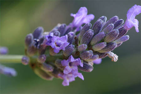 Химический состав лаванды Химический состав лаванды