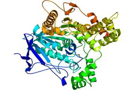 Холинэстераза Холинэстераза