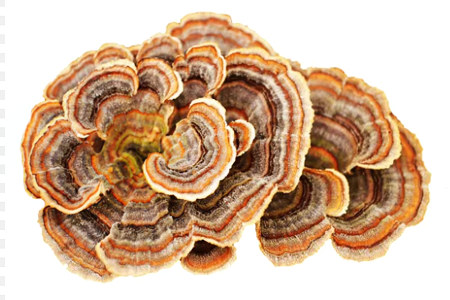 Хвост индейки Хвост индейки