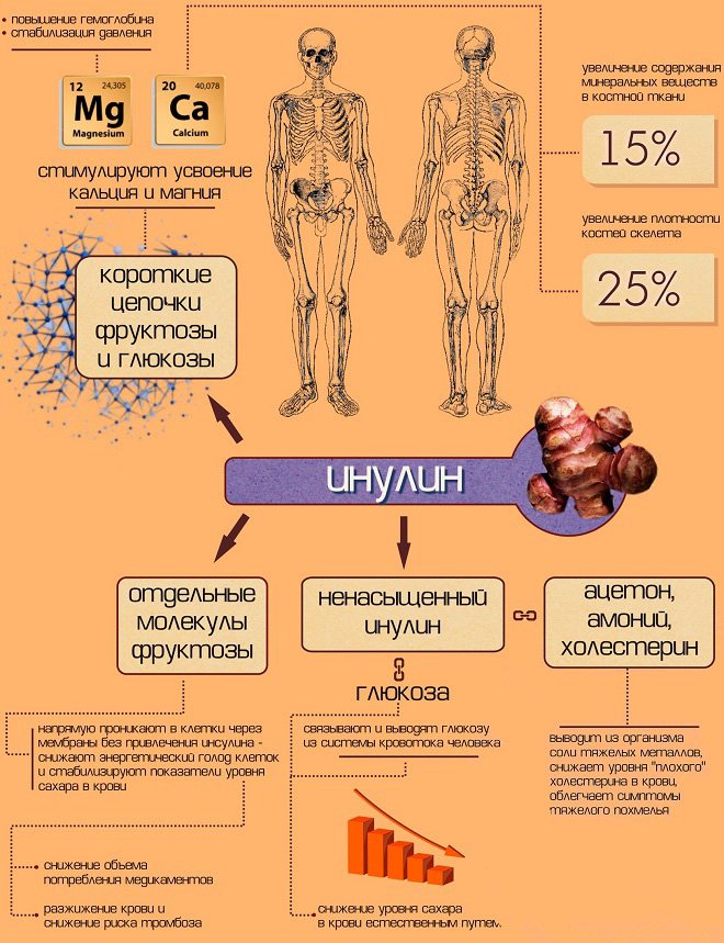 Инулин Инулин