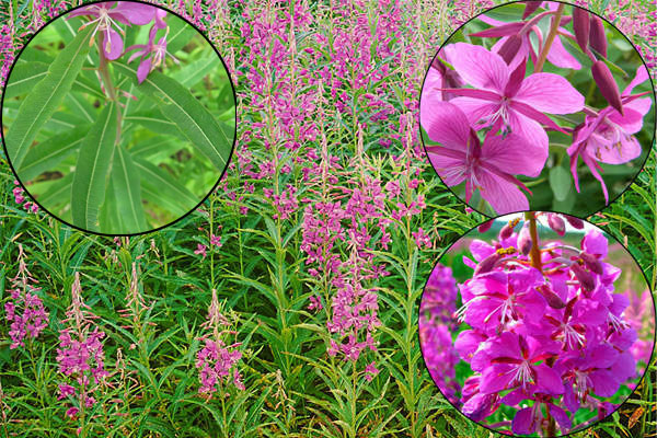 Иван-чай Иван-чай